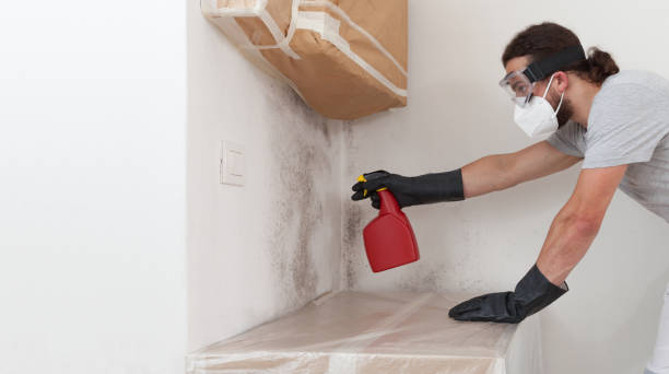 Professional Mold Removal technician working in Melrose, MA